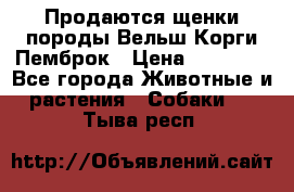 Продаются щенки породы Вельш Корги Пемброк › Цена ­ 40 000 - Все города Животные и растения » Собаки   . Тыва респ.